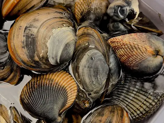 Faut-il rincer les coquillages ?