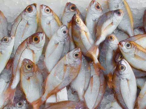 Reconnaître un poisson vraiment frais